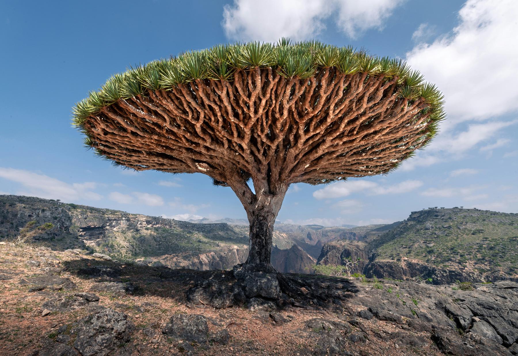 ساحل جزيرة سقطرى